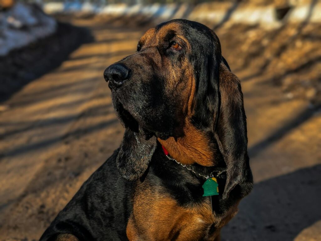 A majestic bloodhound attentively sits on a sunlit dirt path outdoors.