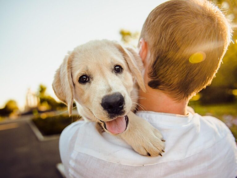 dog, adorable, nature, animal, cute, happiness, happy, man, pet, portrait, puppy, purebred, retriever