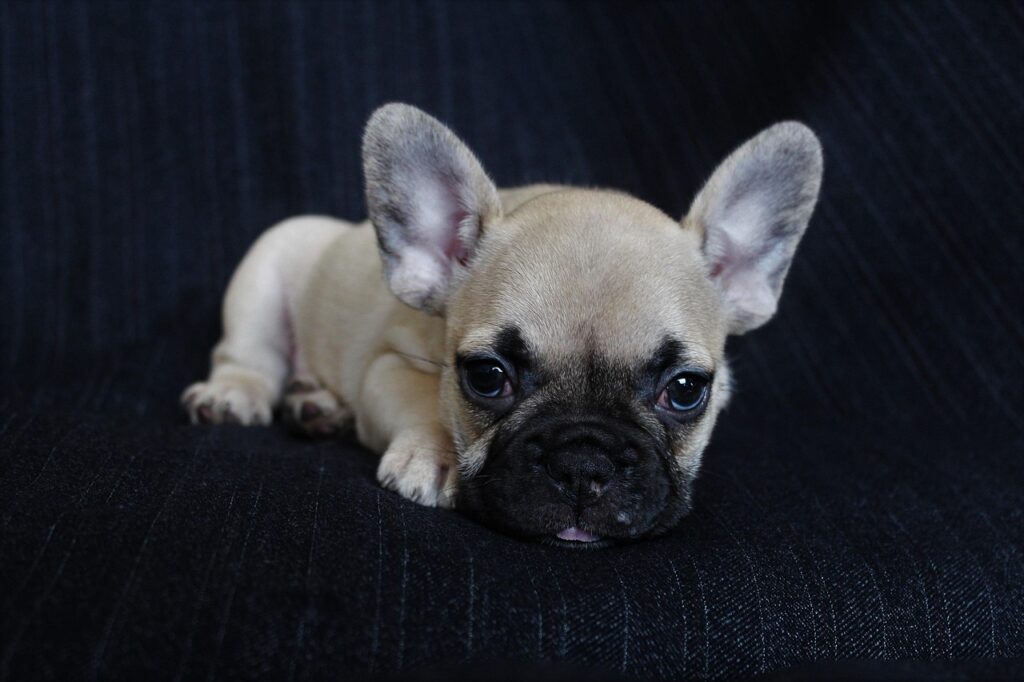 dog, puppy, pet, animal, nature, animals, pretty, brown, sad, portrait, mammal, domesticated, young, sweet, bulldog