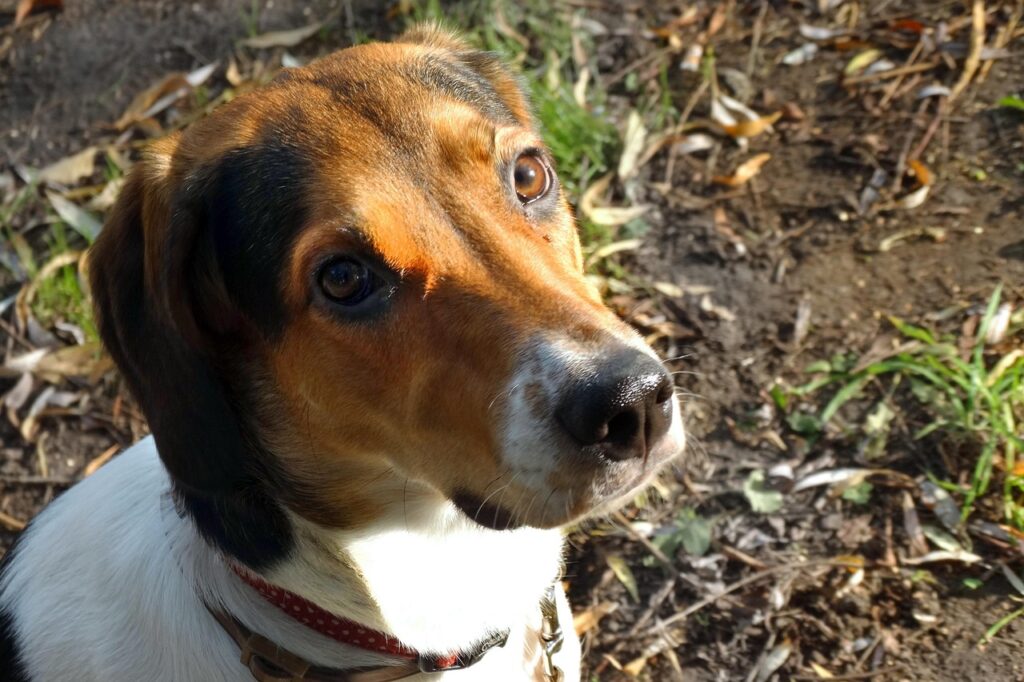 dog, head, portrait, pet, eyes, cute, puppy, animal, friend, watch, sad, nature