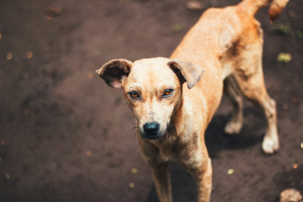 short-coated fawmn dog on dirt at daytime