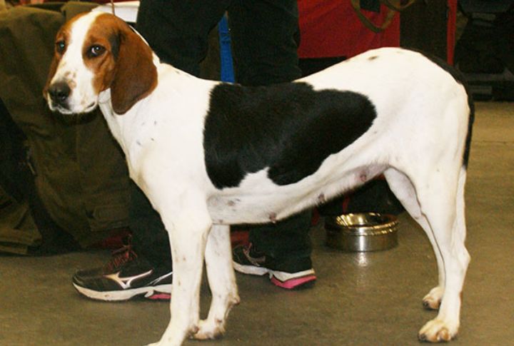 Halden Hound