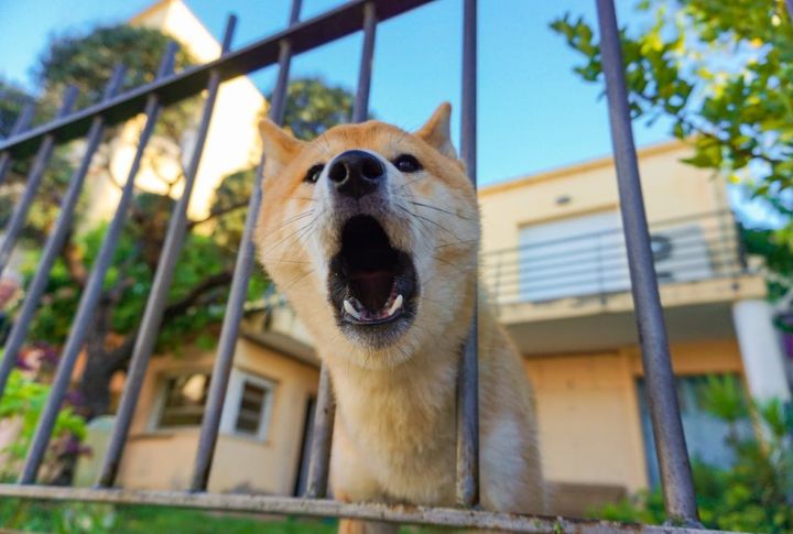 They Need A Secure And Escape-Proof Yard
