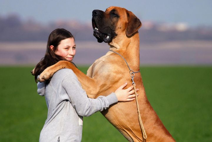 Great Dane
