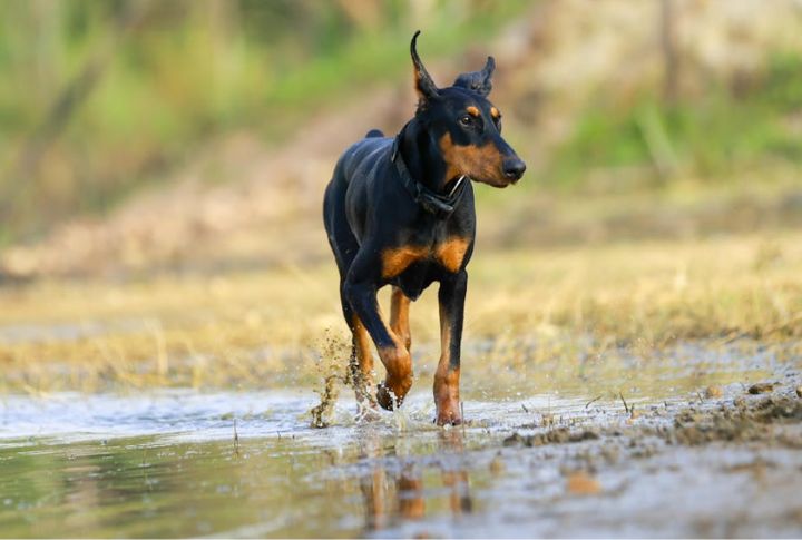 Doberman Pinscher