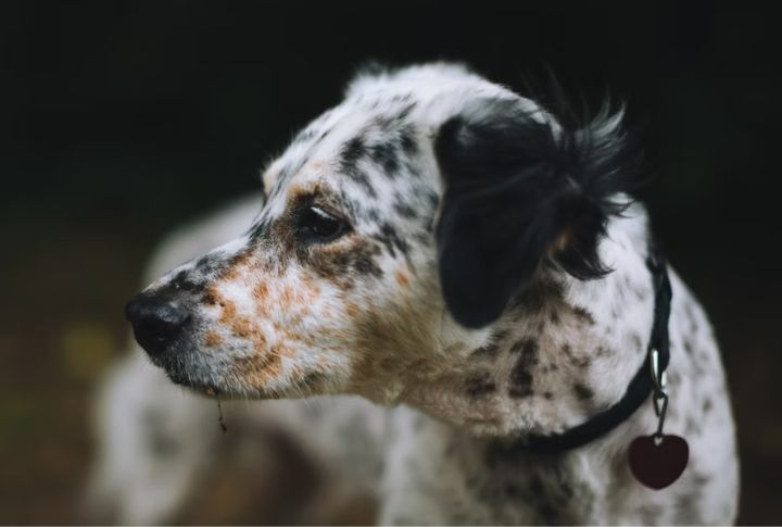 Historic Lines Of English Setters