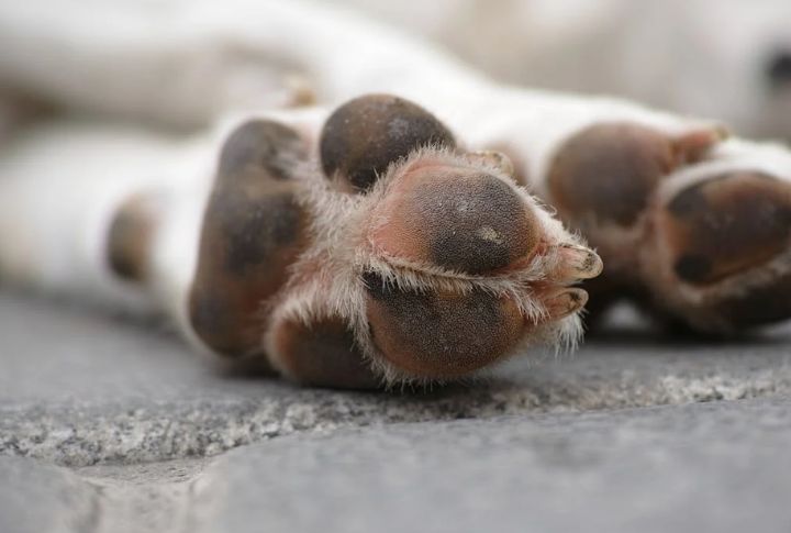 Crusty Nose Or Cracked Paw Pads