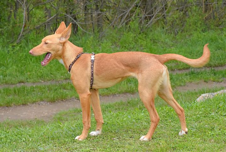 Ibizan Hound
