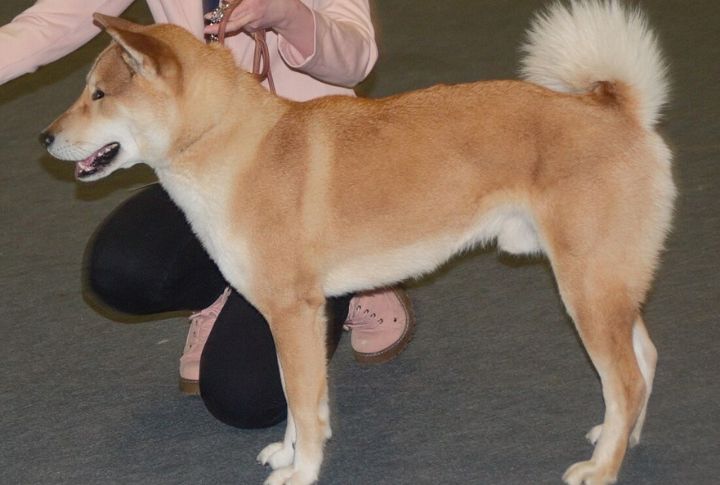Shikoku
