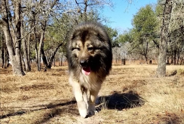 The Bear Dog Nickname