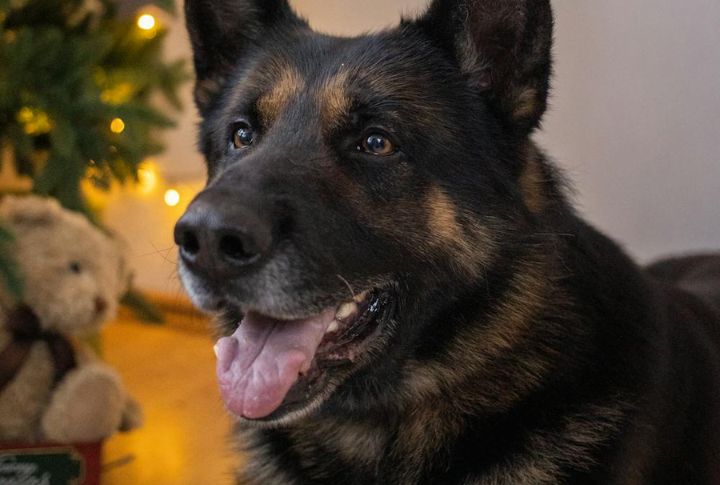 Curb Excessive Barking With A Clear And Consistent Cue