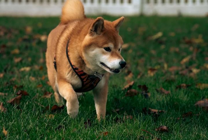 Escape Artists On Four Legs