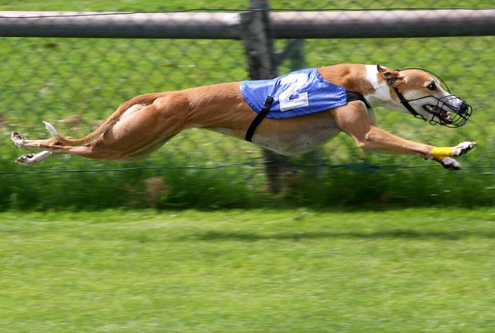 Their Heads Shape Their Racing Edge