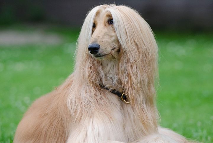 Afghan Hound