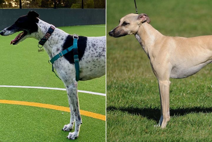 A Greyhound’s Skin Is Shockingly Thin