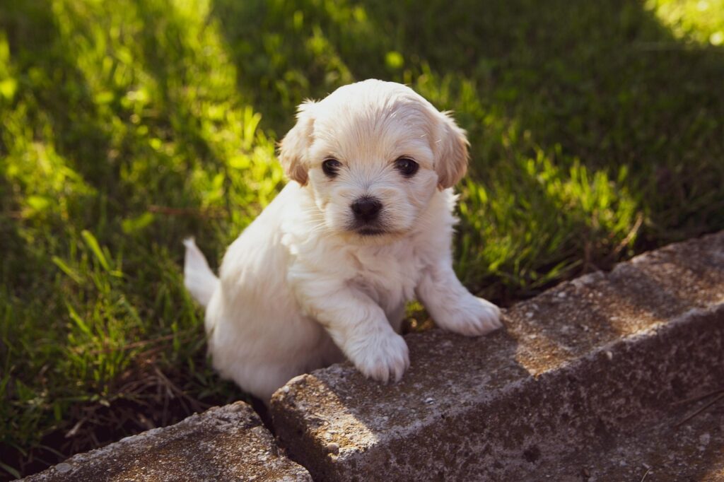 puppy, dog, nature, pet, canine, animal, fur, snout, mammal, dog portrait, animal world