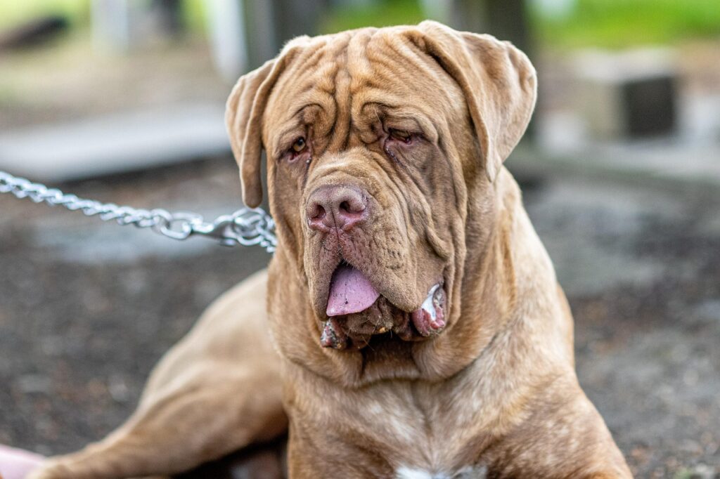 dog, pet, bordeaux mastiff, nature, dog bordeaux, animal, domestic animal