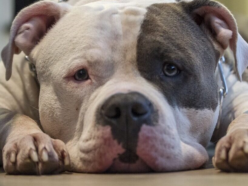 dog, pitbull, bully, animal, pet, puppy, american pitbull, american bully, sad dog, amstaff, nature, mastiff, mood, huge dog, big dog, canine, brown dog, brown puppy