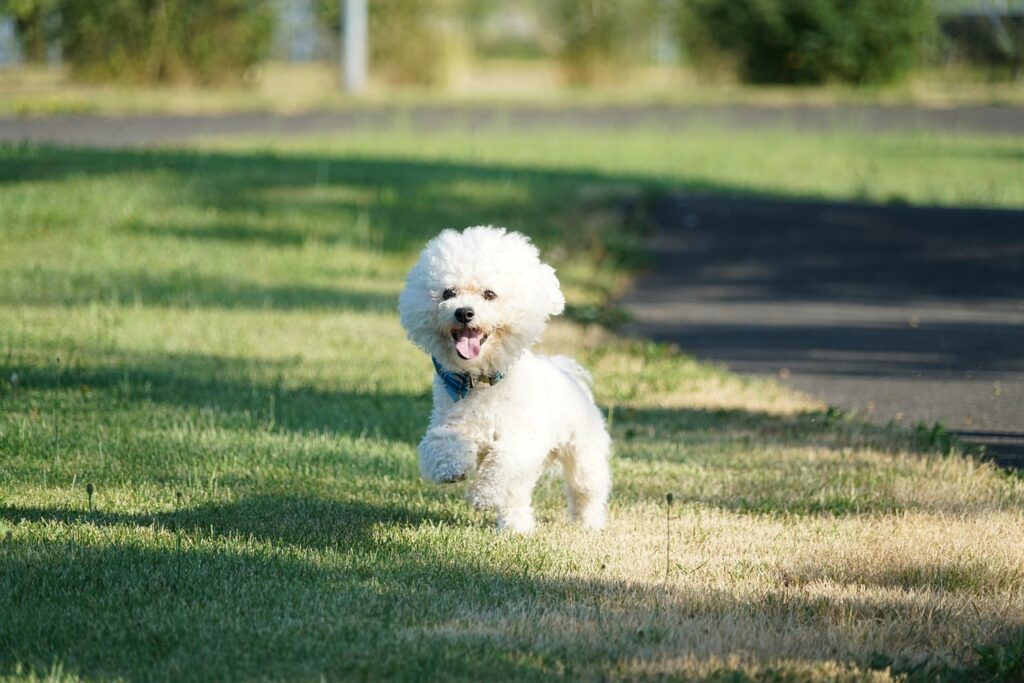 dog, sweet, animals, pets, animal, bichon, bichon frise, run, portrait, pet, outdoor, dog look, action, nature, park