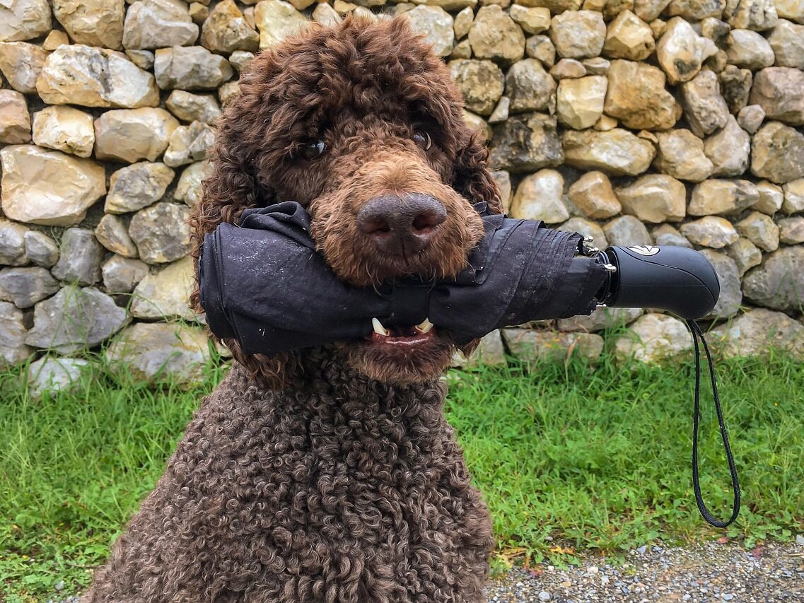 king poodle, poodles, poodle, animal, dog, domestic animal, umbrella, maul, pet, teeth, purebred, nature, wildlife, fun