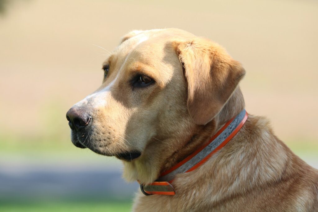 A close up of a dog in a field