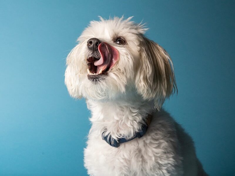 a small white dog sitting on top of a blue floor