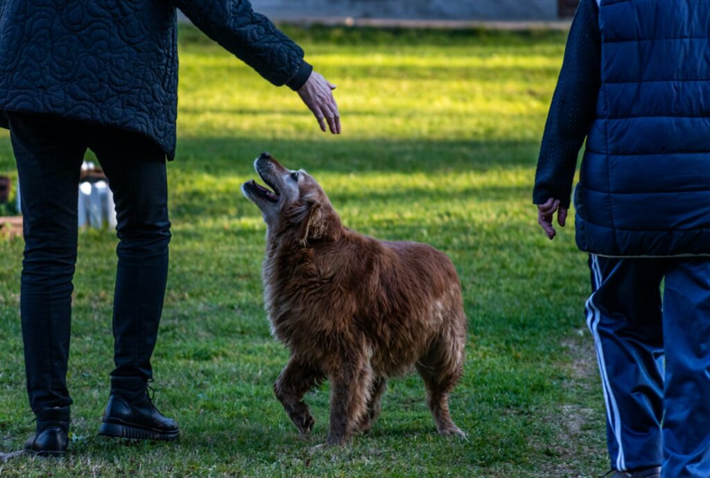 a brown dog standing on top of a lush green field