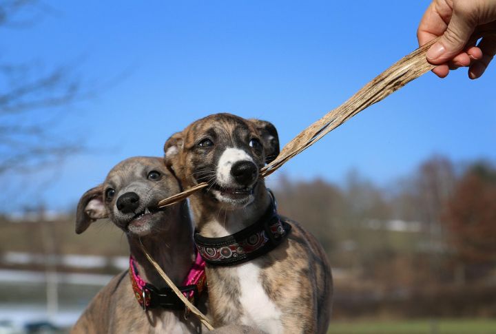 Natural Watchdogs