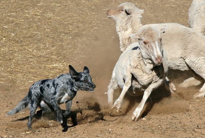 Koolies Developed Strong Livestock Herding Skills