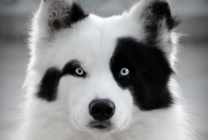 Eyes As Striking As Their Temperament