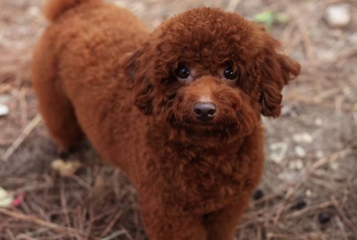Poodles
