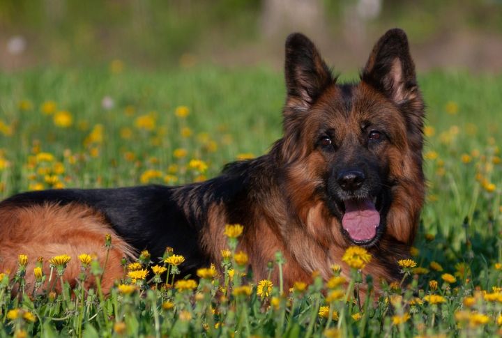 German Shepherd