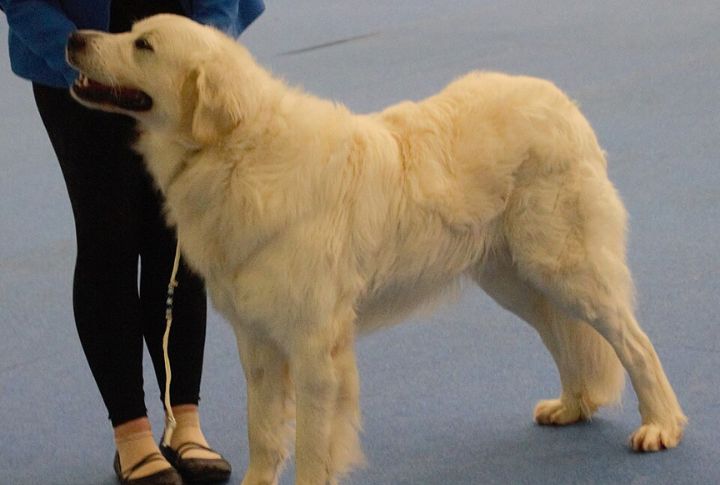 Loyal And Affectionate Companions
