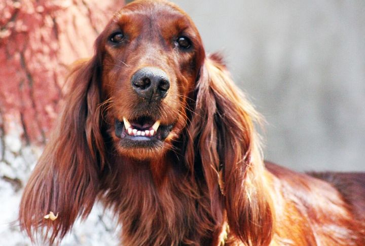 Irish Setter