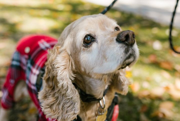 Cocker Spaniel