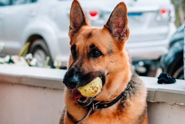 Provide Heavy-Duty Chew Toys To Prevent Destructive Biting
