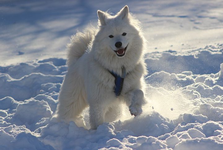 Their Coat Is Double-Layered And Self-Cleaning