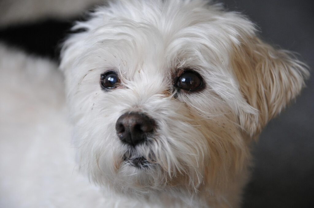 dog, pet, animal, white dog, domestic animal, white, bichon frise