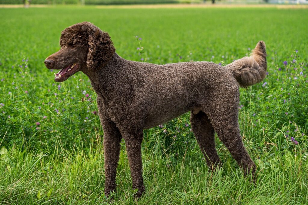 dog, poodle, king poodle, animal, domestic animal, friend, nature, pet, brown, total, landscape