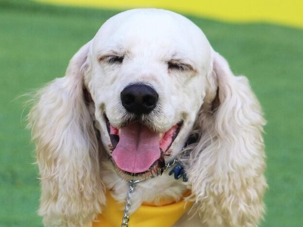 cocker spaniel, white fur, happy, dog training, nature, dog competition, dog obedience, stay, dog command, pedigree, white, grass, field, temperament, calm, portrait, cocker