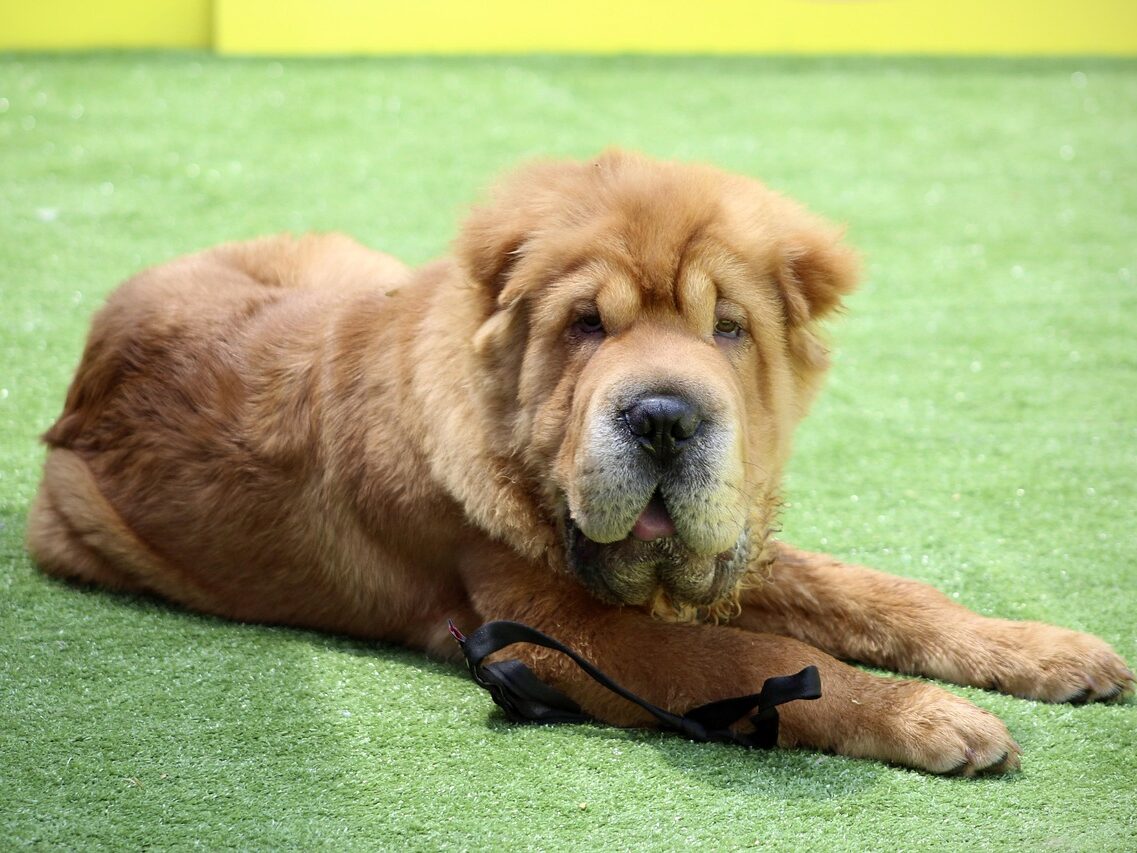shar pei, dog competition, dog training, competition, obedience, adorable, bravery, dog, grass, trust, pet, animal, nature, stay, calm