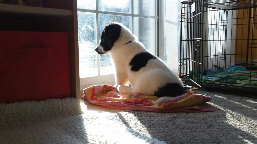 puppy, lonely puppy, nature, animals, sad, pet, cute, black and white dog, doggy, sunlight, waiting, canine, looking outside, watching, shadow, dog shadow, dog staring