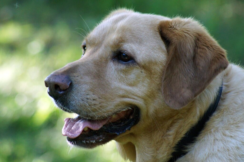 labrador retriever, lab, golden, nature, dog, pet, animal, canine, retriever, mammal