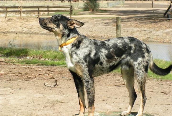 Koolies Adapted To Hot Australian Weather