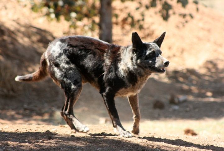 Remote Cattle Stations Needed Smart Dogs