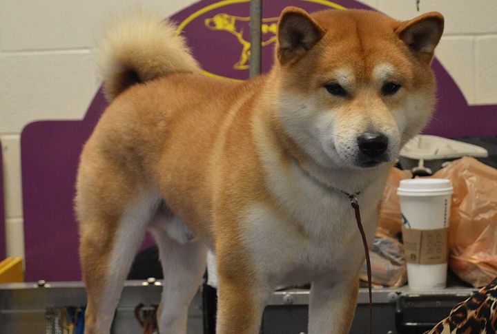 Grooming Is Easy, But Shedding Is Heavy