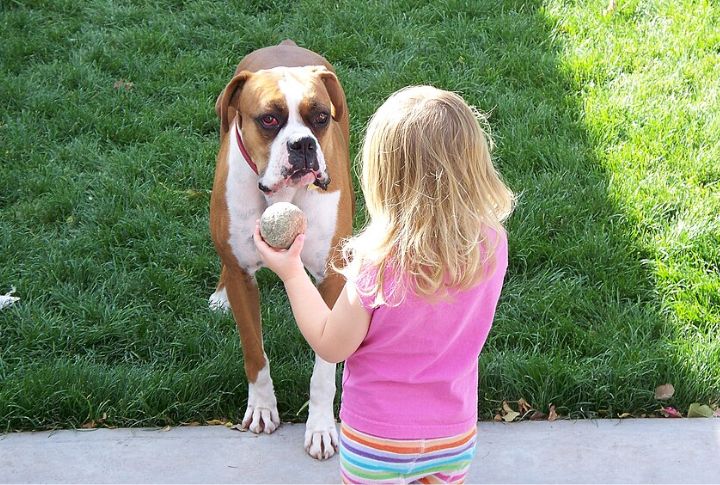 Boxer