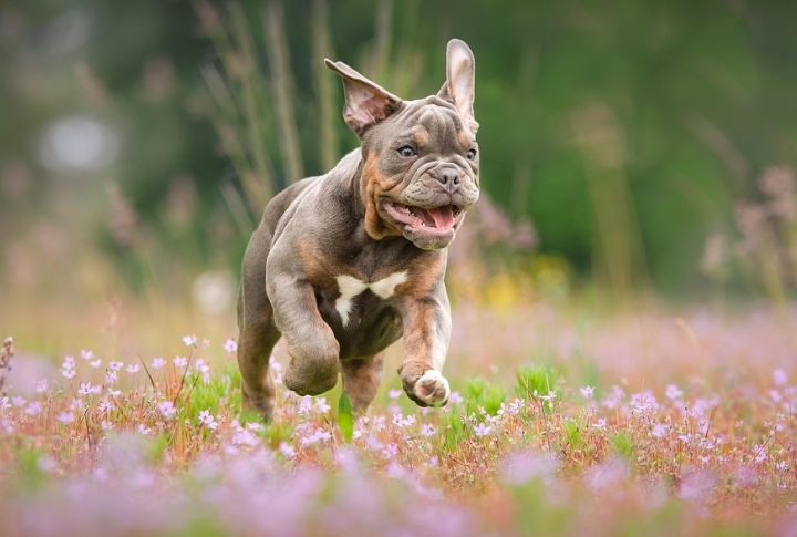 Bulldog