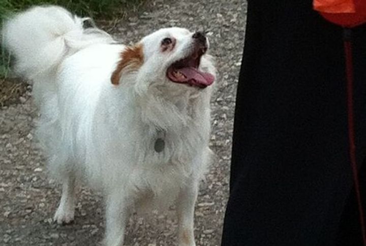 A Surprising Watchdog