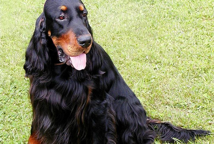 Gordon Setter